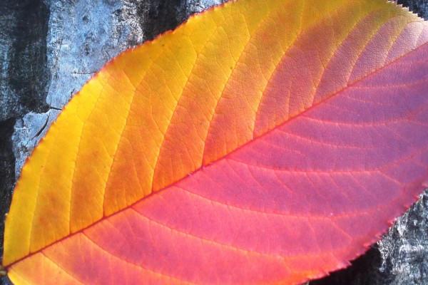 梦到白眼珠是凶兆还是吉兆