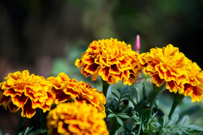 梦到一群鳄鱼预示什么