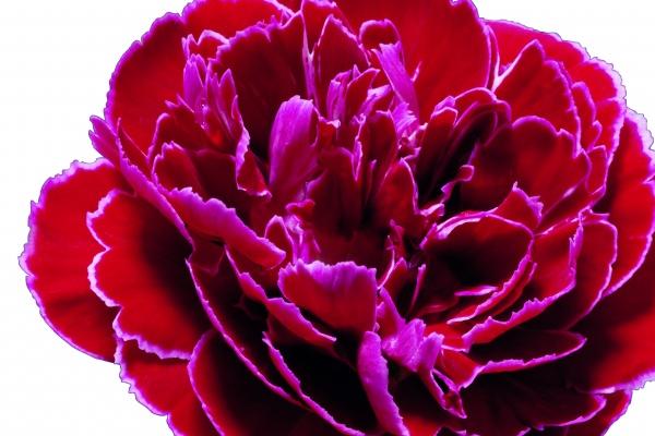 属鸡人最吃香的三个职业