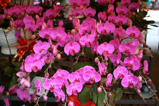 98年属虎的是什么命