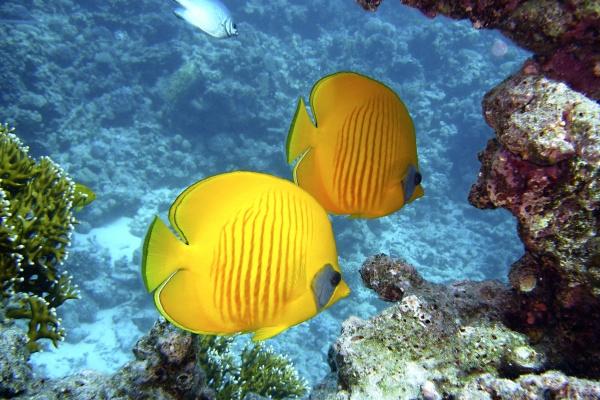 1981年属鸡1月14日什么命