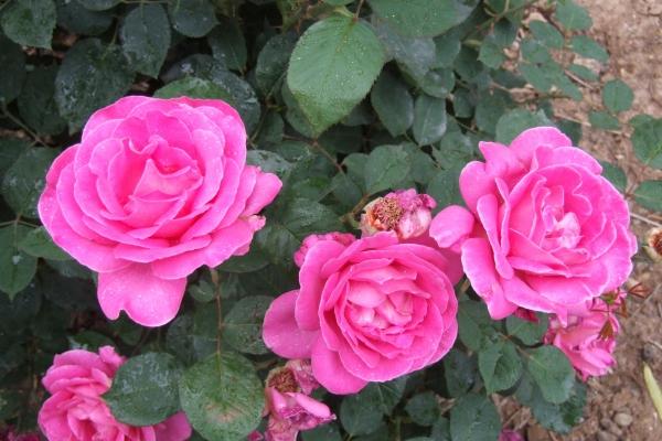 96年属什么生肖