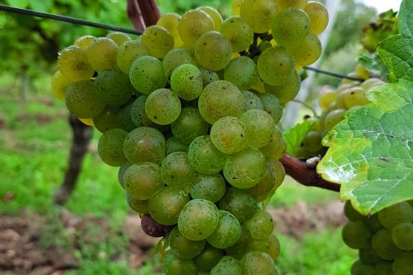 梦到生日晏是什么意思