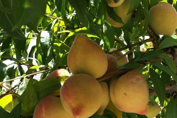 梦见血管破裂是怎么回事