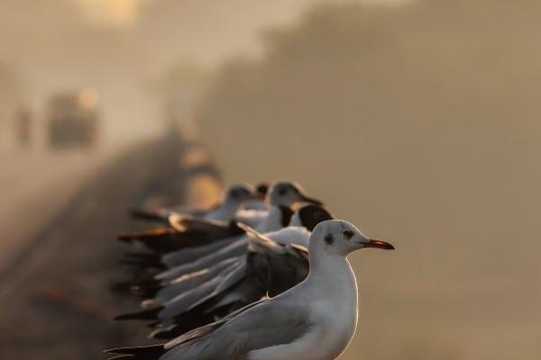 梦到屋里有垃圾怎么说