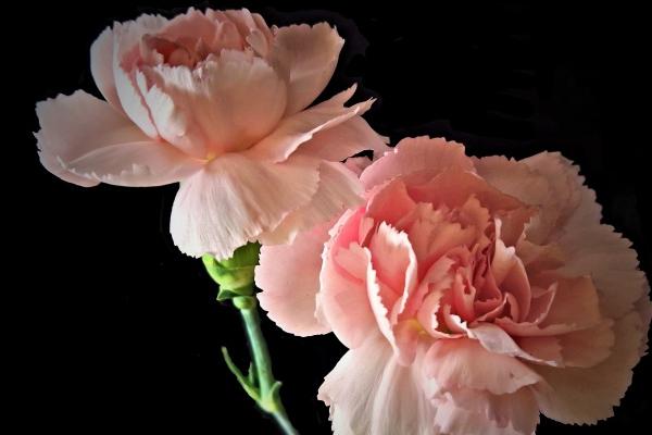 梦见书被偷了预示着什么