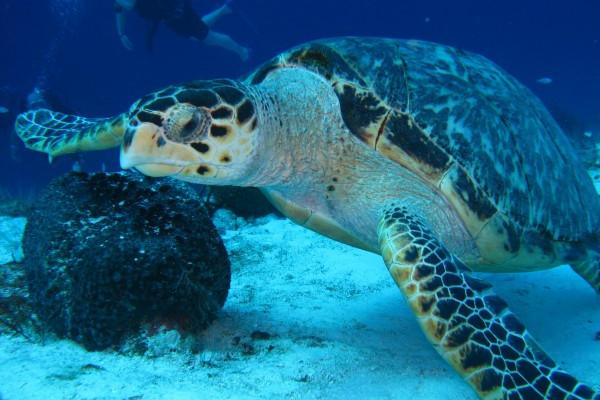 梦见喉咙哑是好是坏