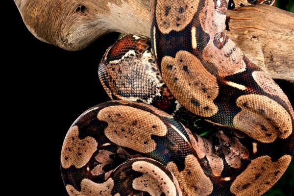 兔不能生在几月,兔的运势好不好