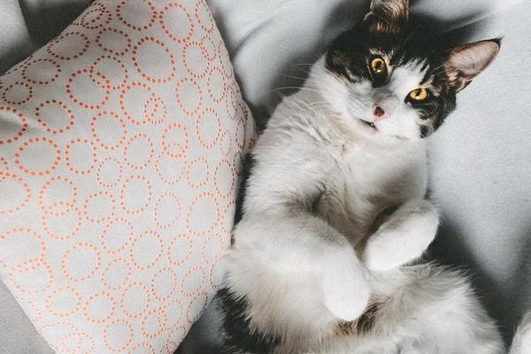 属兔女唯一的真爱生肖男