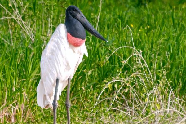 未来五年大富大贵的生肖