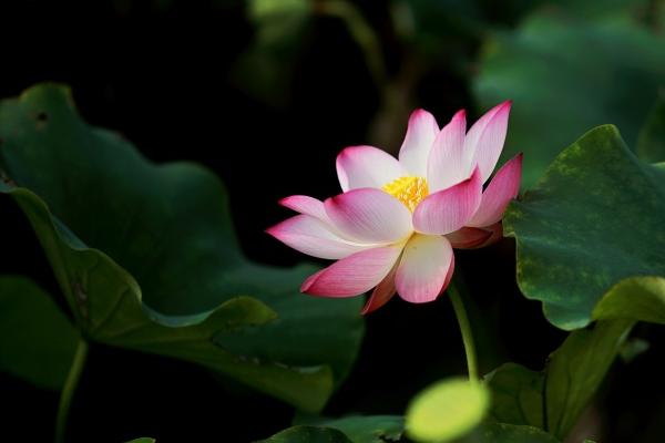 狗出远门2025最佳时机