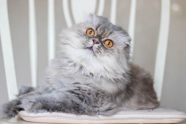 羊2025奇遇大喜事