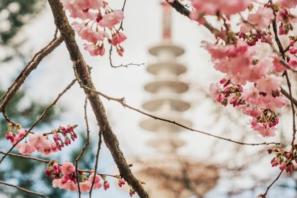 戌时老鼠是克夫还是旺夫