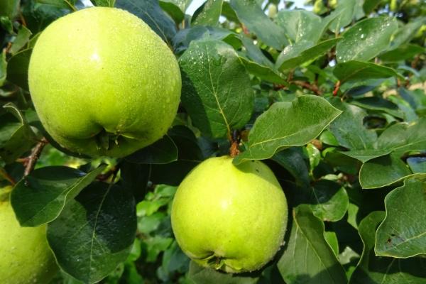 戌时生女孩属鼠命运如何