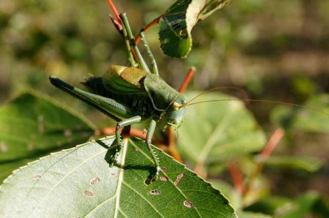 鼠出远门2025最佳时机