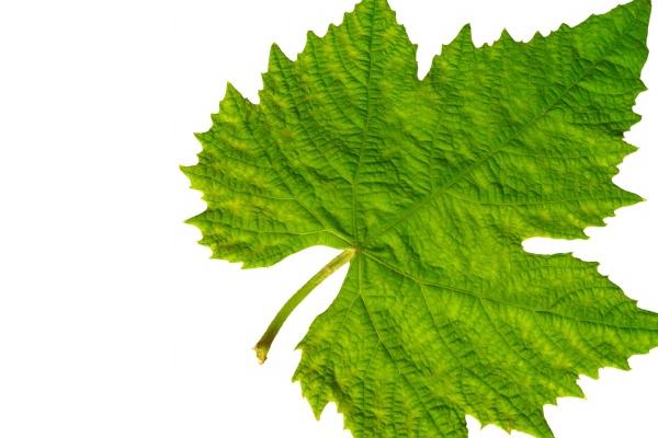 属牛上帝宠着的时辰