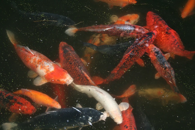 几月份的马宝宝出生最好2026