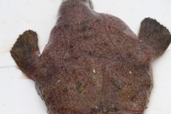 兔出远门2025最佳时机