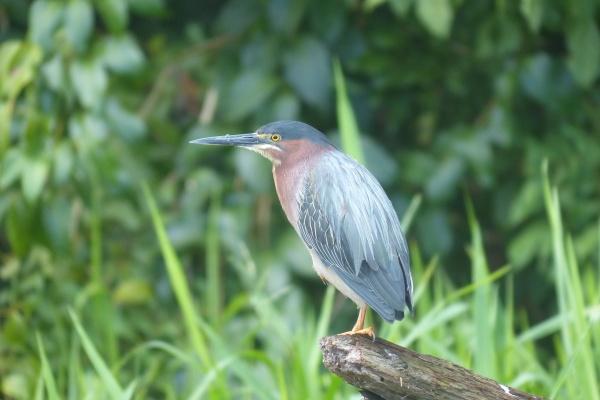 几月的属牛女活的太累