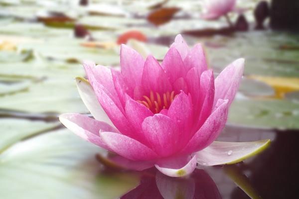 属兔哪一年遇到真爱