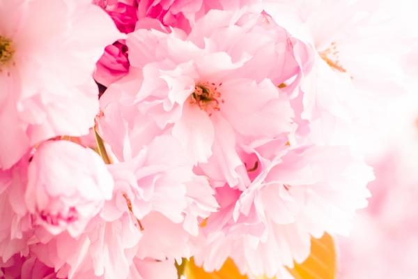 属狗不能去的四大城市