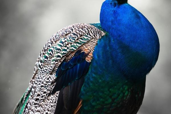 梦到坐牢越狱的预兆