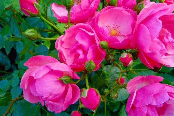 属鸡的婚姻正缘何时出现