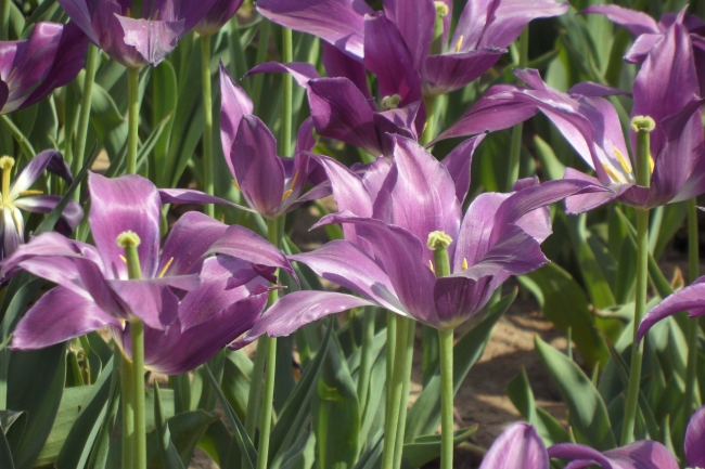 十狗九富几月出生最好