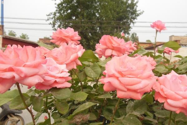 属牛的什么时辰出生有官运，属牛天生做大官的时辰