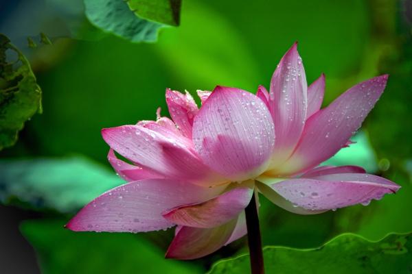 鼠不能生在几月，鼠的运势好不好