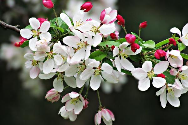 梦见打家预示什么