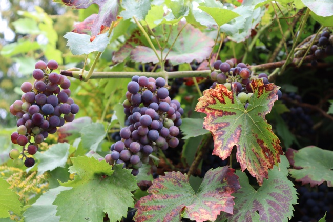 梦到了站军姿代表着什么?