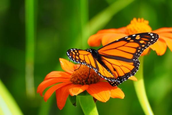 2007年属猪女人的命运如何