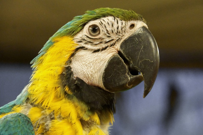 94属狗女的正缘在哪年出现