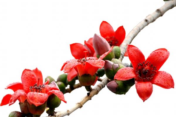 93年鸡的孽缘在哪一年