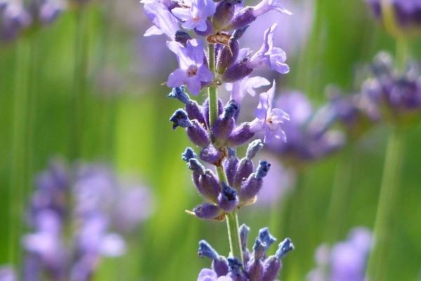 2000年属龙终身佩戴什么