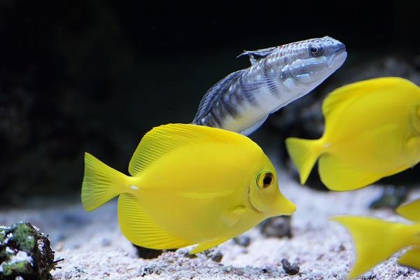 2003年属什么生肖