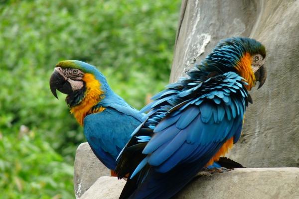 96属鼠哪一年怀孕最好