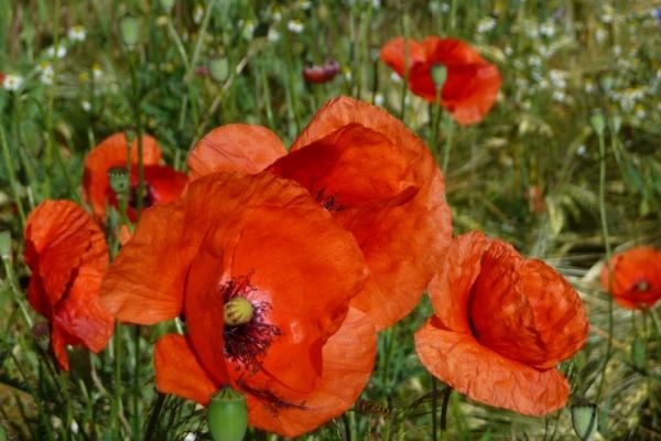 酉时出生什么生肖最好