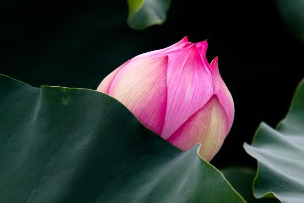 96年鼠哪几年最难熬