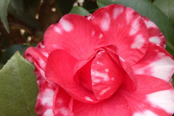 牛不能生在几月，牛的运势好不好