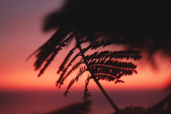 狗不能生在几月,狗的运势好不好