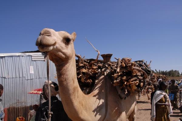 能活百岁的生肖女