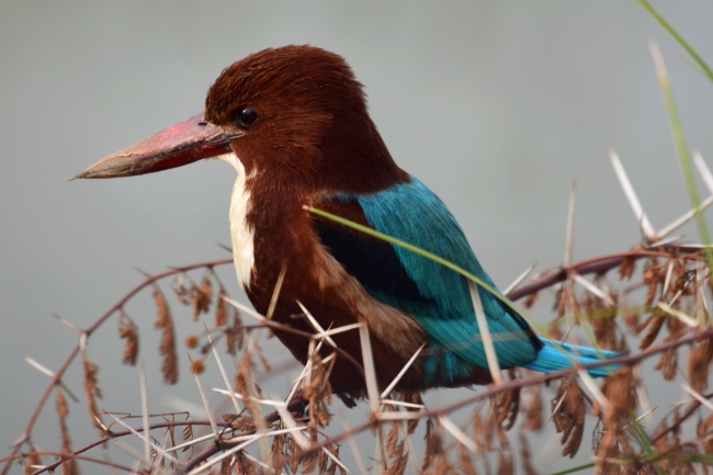 1991属羊的孽缘在哪一年