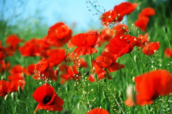 2026年属鼠女人运气