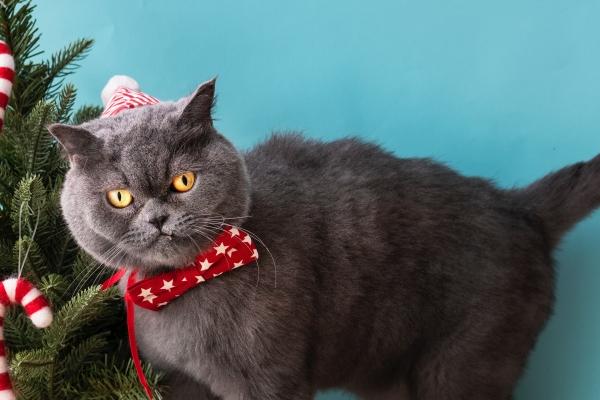 属兔最有钱三个时辰