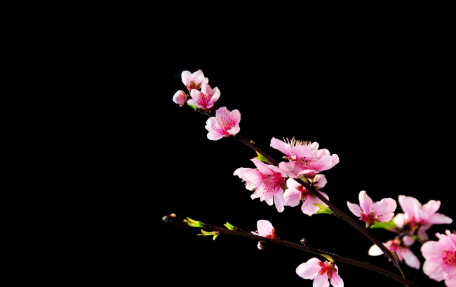 属马女会被哪个生肖纠缠一生