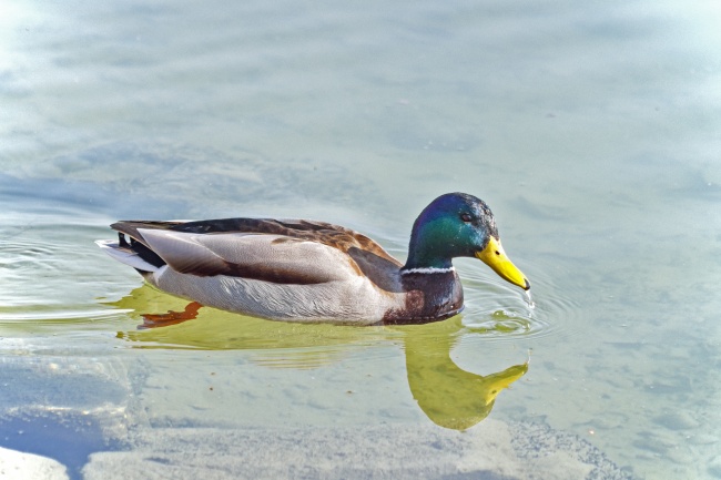 属鼠人带什么水晶好