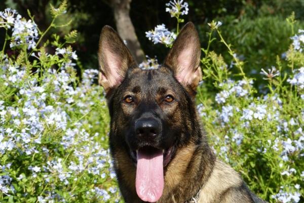 属龙人能带金丝玉项链吗