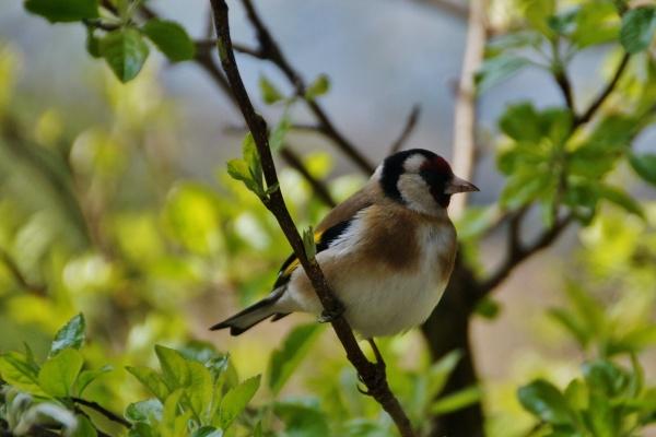 属虎人为何斗不过属羊人